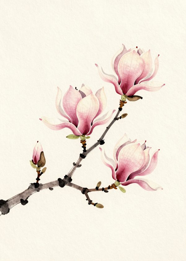 Magnolia