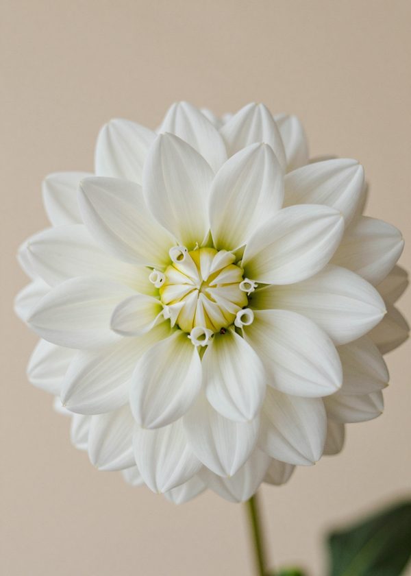 Vit dahlia