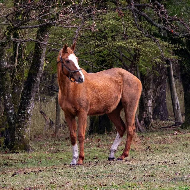 Exempel på fotografiet kunden laddar upp